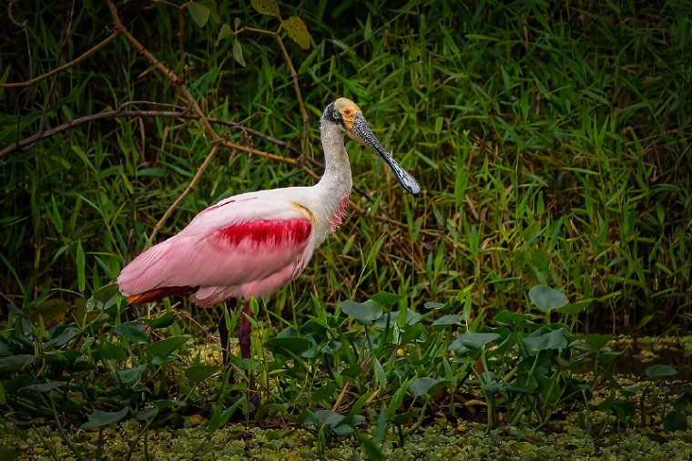 008 Noord Pantanal, rode lepelaar.jpg